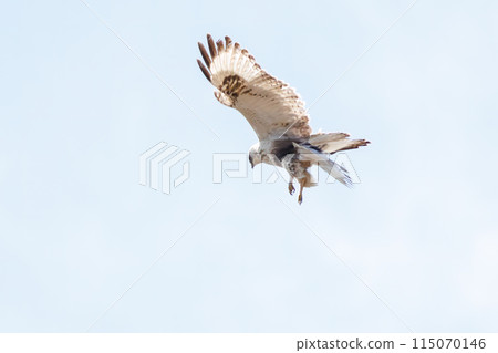 A beautiful hovering Ruffed Hawk (Accipitridae) on the Tone River riverbed, Gunma Prefecture, Japan. Photographed in February 2024. 115070146