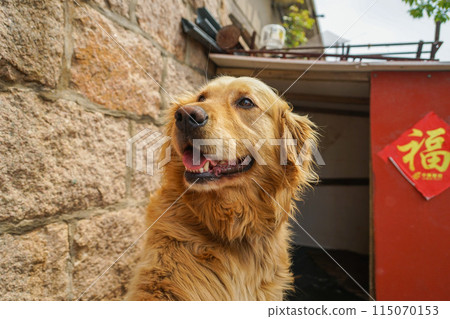 中國狗 中國狗 115070153