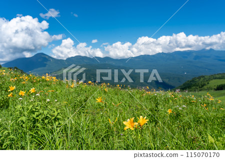 Yellow day lily flowers and mountain ranges on Kurumayama Plateau in summer, Chino City, Nagano Prefecture Yellow day lily flowers and mountain ranges on Kurumayama Plateau in summer, Chino City, Nagano Prefecture 115070170