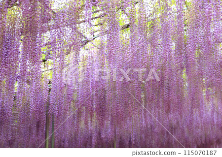 Purple wisteria swaying in the wind background Purple wisteria swaying in the wind background 115070187