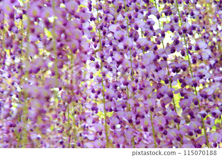 Purple wisteria swaying in the wind background Purple wisteria swaying in the wind background 115070188