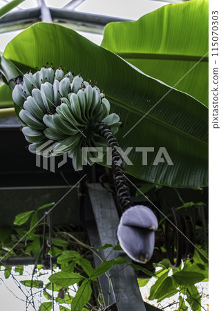 Banana female flower 115070303