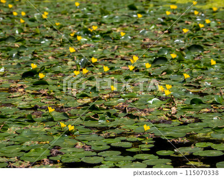 皇居東禦苑二之丸庭園朝薩開始綻放 115070338