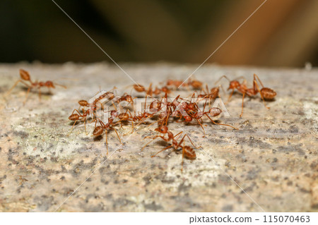 Close up red ant on tree in nature background at thailand Close up red ant on tree in nature background at thailand 115070463