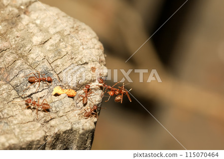 Close up red ant on tree in nature background at thailand Close up red ant on tree in nature background at thailand 115070464