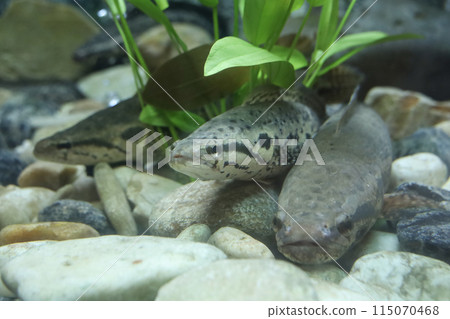 Close up head the snakehead fish Close up head the snakehead fish 115070468