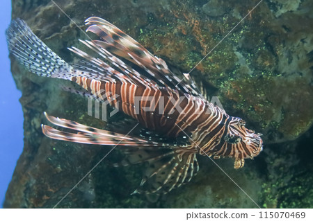 The red lion fish in water 115070469