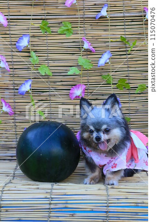 A smiling Chihuahua wearing a yukata stands next to a watermelon in front of morning glories 115070476