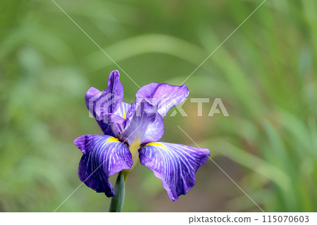 Colorful irises continue to bloom and soothe people's hearts Colorful irises continue to bloom and soothe people's hearts 115070603