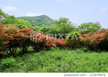 Fresh green forest and Yamato river 115070679