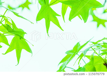 Refreshing new greenery _ maple tree 115070779