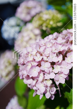 Hydrangea Hydrangea 115070803