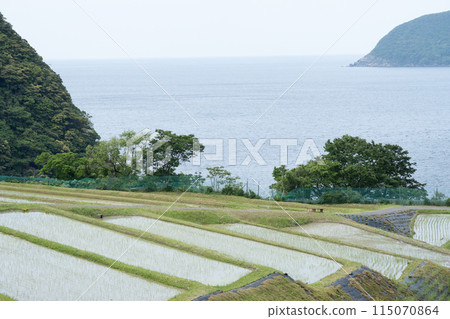 Scenery of rice planted on terraced fields after planting Scenery of rice planted on terraced fields after planting 115070864