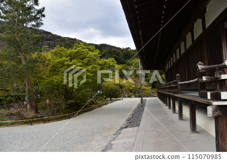 Spring in Kyoto, Japan: Tenryu-ji Temple, a World Heritage Site, Historical Buildings and Japanese Gardens, Beautiful Fresh Greenery and Petals 115070985