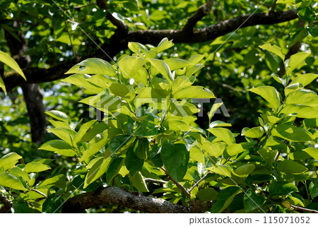 Persimmon leaves in June Persimmon leaves in June 115071052