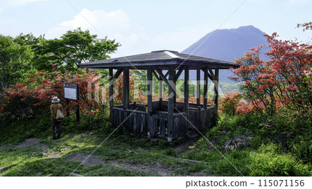 杜鵑花盛開的喬木和榛名富士 杜鵑花盛開的喬木和榛名富士 115071156