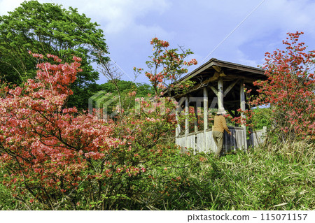 Rest area with blooming mountain azaleas 115071157