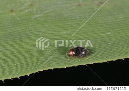 Living creatures, insects, ladybugs, the body length is about 2 mm. It has a long and slender body for a ladybug. 115071225