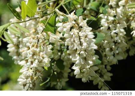 槐花是蜂蜜的來源，在初夏盛開 115071319