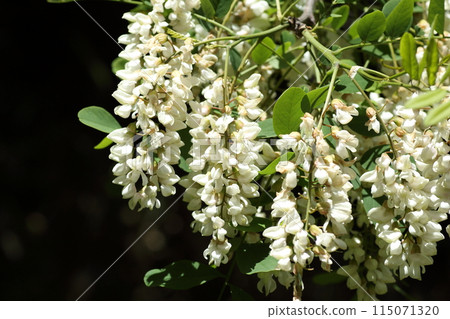 槐花是蜂蜜的來源，在初夏盛開 115071320