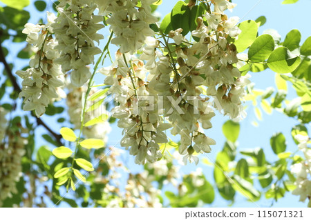 槐花是蜂蜜的來源，在初夏盛開 115071321