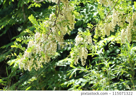 Robinia pseudoacacia flowers, a source of honey, bloom in early summer Robinia pseudoacacia flowers, a source of honey, bloom in early summer 115071322