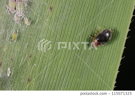 生物:昆蟲:巴巴希姆瓢蟲看起來很可愛,但以蚜蟲為食。從人類角度來看有益昆蟲 生物:昆蟲:巴巴希姆瓢蟲看起來很可愛,但以蚜蟲為食。從人類角度來看有益昆蟲 115071325