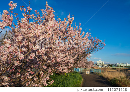 Aoki Path: Spring cherry blossoms along the Kari River Aoki Path: Spring cherry blossoms along the Kari River 115071328