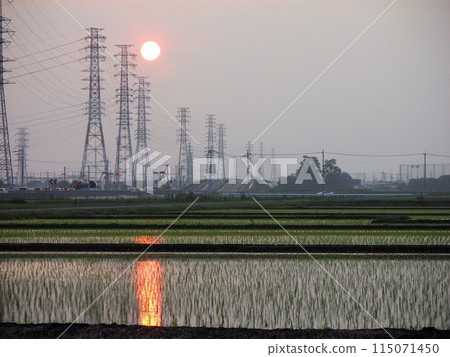 七月午後的陽光反射在已種好的稻田上。多個輸電塔（2015.7） 115071450