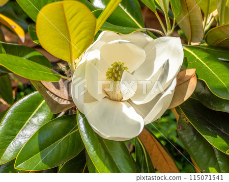 Magnolia taisin flower blooming in early summer Magnolia taisin flower blooming in early summer 115071541