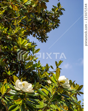 Magnolia taisin flower blooming in early summer Magnolia taisin flower blooming in early summer 115071544