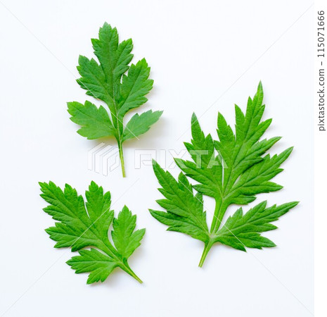Fresh mugwort leaves, mugwort leaves, wormwood Fresh mugwort leaves, mugwort leaves, wormwood 115071666
