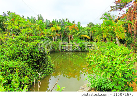 Early winter: The greenery of Yubu Island 115071673