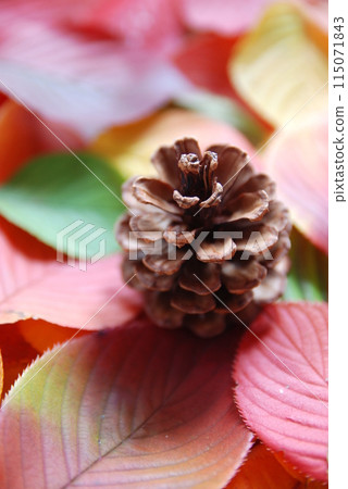 松果和彩葉（秋葉） 115071843