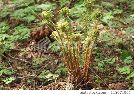A sprout of a large fern, Dryocosmus arbutus, growing on the forest floor 115071965