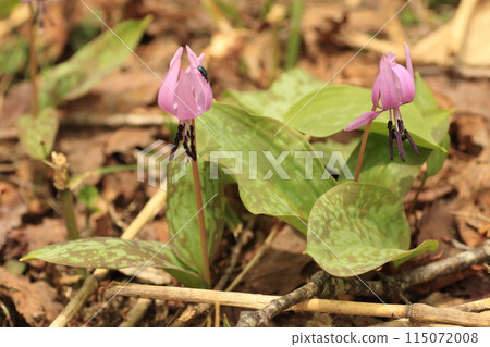 Erythronium flower that blooms in early spring Erythronium flower that blooms in early spring 115072008