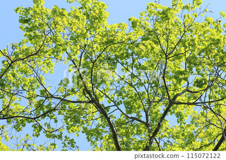 Linden leaves in early spring Linden leaves in early spring 115072122