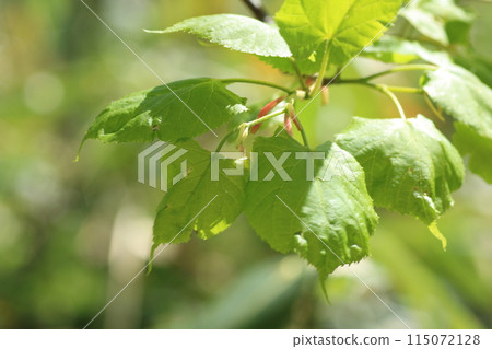 Linden leaves in early spring 115072128