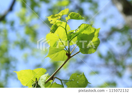 早春的年輕椴樹葉子 早春的年輕椴樹葉子 115072132
