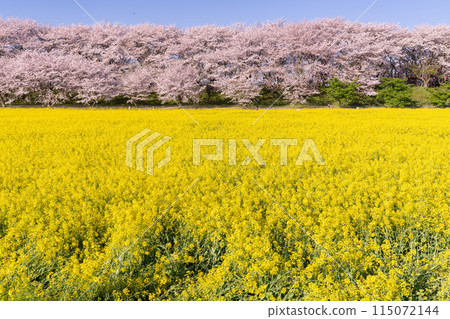《Saitama Prefecture》 Cherry blossoms in full bloom and rape blossoms ・ Spring Gongendo Tsutsumi 115072144