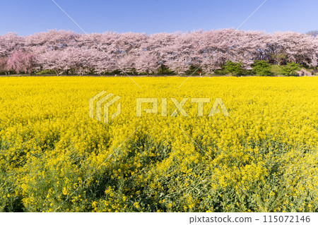 《Saitama Prefecture》 Cherry blossoms in full bloom and rape blossoms ・ Spring Gongendo Tsutsumi 115072146