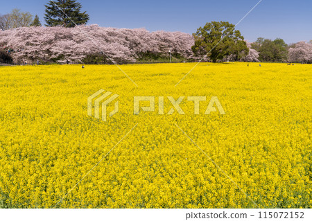 《Saitama Prefecture》 Cherry blossoms in full bloom and rape blossoms ・ Spring Gongendo Tsutsumi 《Saitama Prefecture》 Cherry blossoms in full bloom and rape blossoms ・ Spring Gongendo Tsutsumi 115072152