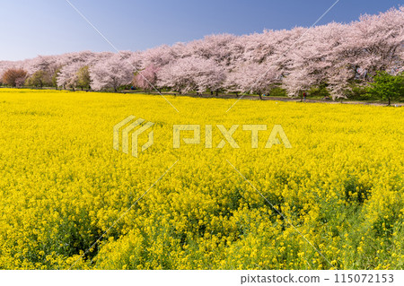 《Saitama Prefecture》 Cherry blossoms in full bloom and rape blossoms ・ Spring Gongendo Tsutsumi 115072153
