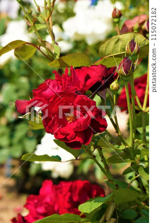 A red rose A red rose 115072182