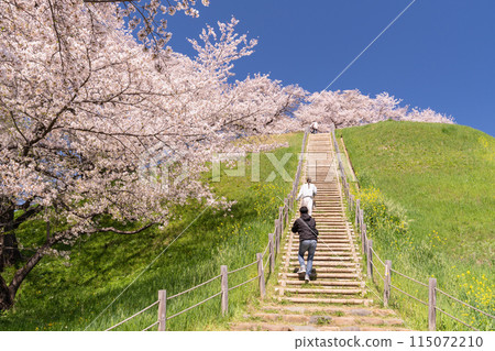 《Saitama Prefecture》Sakitama Burial Mounds/Cherry blossoms in full bloom in spring 《Saitama Prefecture》Sakitama Burial Mounds/Cherry blossoms in full bloom in spring 115072210