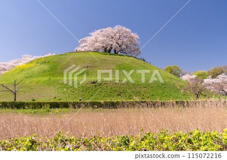 《埼玉縣》崎玉古墳/春天櫻花盛開 115072216