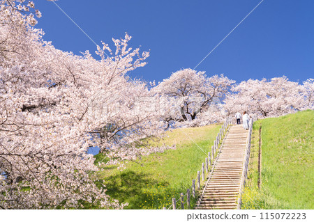 《Saitama Prefecture》Sakitama Burial Mounds/Cherry blossoms in full bloom in spring 115072223