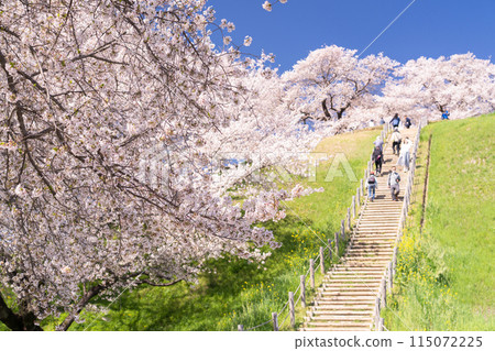 《Saitama Prefecture》Sakitama Burial Mounds/Cherry blossoms in full bloom in spring 115072225