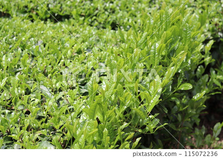 新茶 115072236