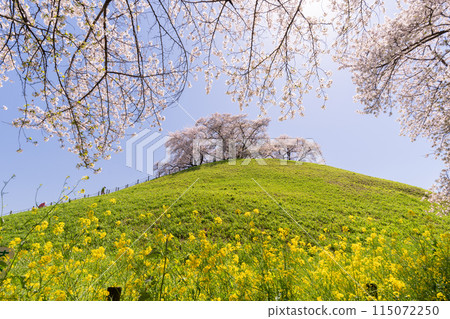 《Saitama Prefecture》Sakitama Burial Mounds/Cherry blossoms in full bloom in spring 115072250